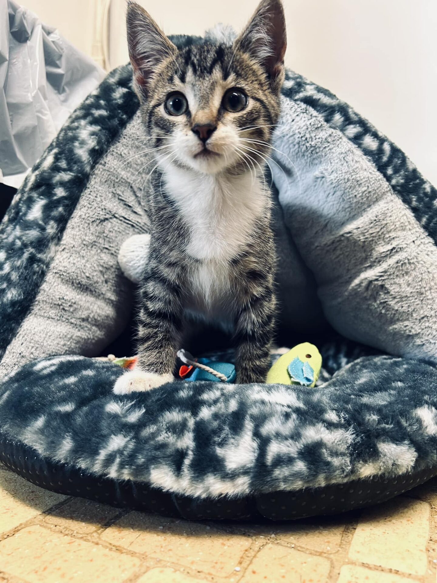 Mittens